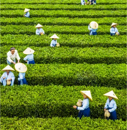 上海品茶交友指南：解锁夜生活娱乐新姿势，吃喝玩乐一站式攻略