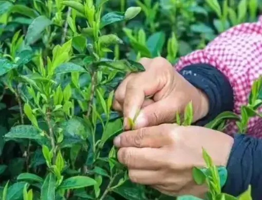 上海古镇游必看：朱家角放生桥怎么玩才不虚此行？