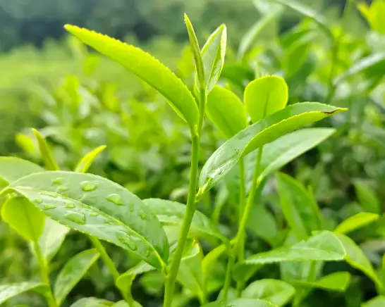 共青森林公园莫奈花园拍照机位到底藏哪了？我跑断腿才搞明白😤