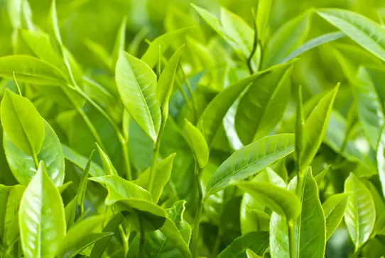 上海品茶交友打卡推荐 这5处网红地标氛围感直接拉满🍵